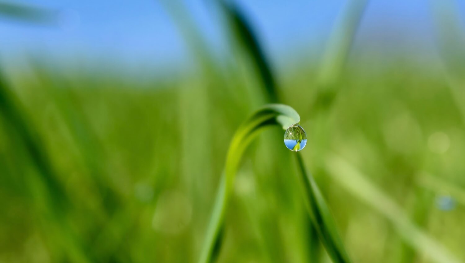 Wasserrtropfen am Grashalm
