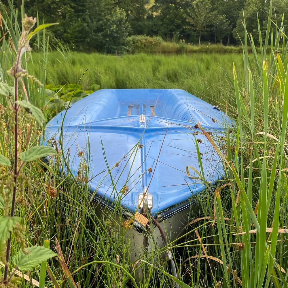 Boot im Schilf