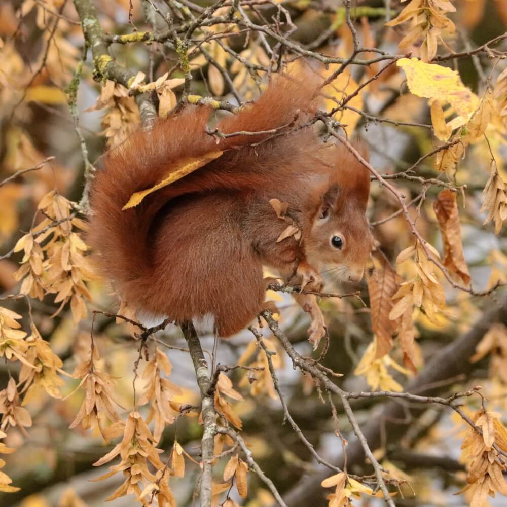 Eichhoernchen im Baum