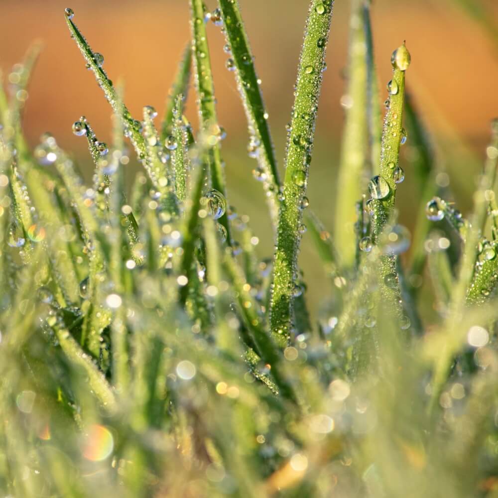 Wassertropfen auf Rasen