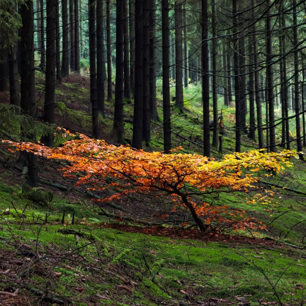 Orangener Baum im dichten Wald