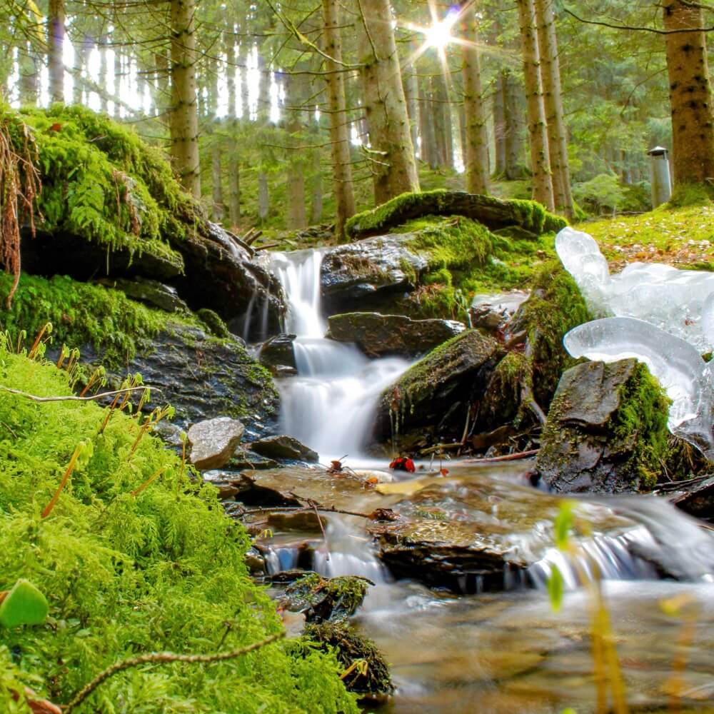 Waldbach fotografie